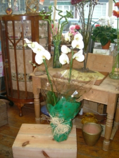White Phalaenopsis Orchid - Gift wrapped in cellophane. ceramic pots available to buy.